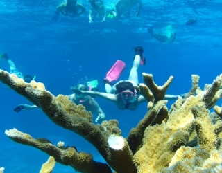 Arrecifes del caribe